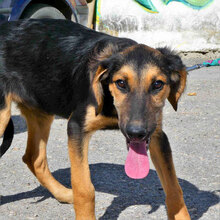 SADA, Hund, Mischlingshund in Bulgarien - Bild 9