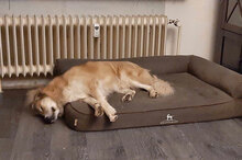 GERONIMO, Hund, Golden Retriever-Mix in Herschbroich - Bild 11