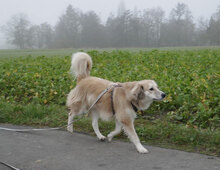 GERONIMO, Hund, Golden Retriever-Mix in Herschbroich - Bild 3