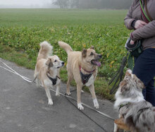 GERONIMO, Hund, Golden Retriever-Mix in Herschbroich - Bild 5