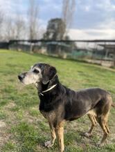 MARITOZZO, Hund, Segugio Italiano in Italien - Bild 4
