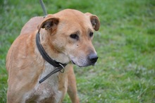 LUMPI, Hund, Mischlingshund in Rumänien - Bild 6