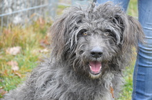 PEGO, Hund, Mischlingshund in Rumänien - Bild 1