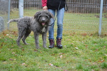 PEGO, Hund, Mischlingshund in Rumänien - Bild 4