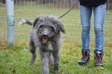 PEGO, Hund, Mischlingshund in Rumänien - Bild 5