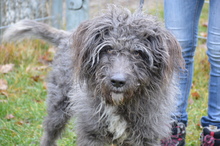 PEGO, Hund, Mischlingshund in Rumänien - Bild 6