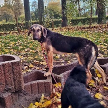 JUNO, Hund, Mischlingshund in Niederlande - Bild 3
