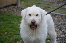 DONNA, Hund, Mischlingshund in Rumänien - Bild 5