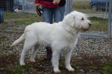 DONNA, Hund, Mischlingshund in Rumänien - Bild 6
