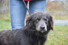 FREYA, Hund, Mischlingshund in Rumänien - Bild 2