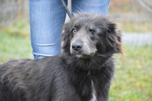FREYA, Hund, Mischlingshund in Rumänien - Bild 5