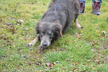FREYA, Hund, Mischlingshund in Rumänien - Bild 6