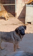 BETTYGIRL, Hund, Mischlingshund in Griechenland - Bild 2