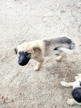 BETTYGIRL, Hund, Mischlingshund in Griechenland - Bild 6