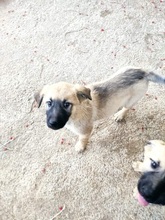 BETTYGIRL, Hund, Mischlingshund in Griechenland - Bild 7