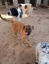 LEMONIAF, Hund, Mischlingshund in Griechenland - Bild 10