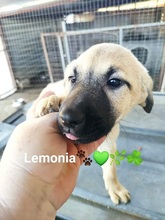 LEMONIAF, Hund, Mischlingshund in Griechenland - Bild 12