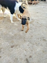LEMONIAF, Hund, Mischlingshund in Griechenland - Bild 14