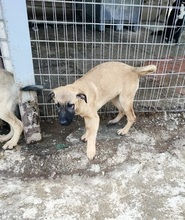 LEMONIAF, Hund, Mischlingshund in Griechenland - Bild 16