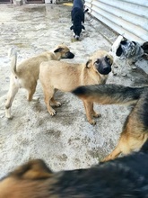 LEMONIAF, Hund, Mischlingshund in Griechenland - Bild 19