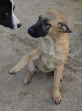 LEMONIAF, Hund, Mischlingshund in Griechenland - Bild 20