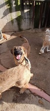 LEMONIAF, Hund, Mischlingshund in Griechenland - Bild 4