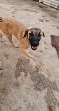 LEMONIAF, Hund, Mischlingshund in Griechenland - Bild 5