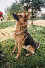 SPARKS, Hund, Deutscher Schäferhund-Mix in Kroatien - Bild 3