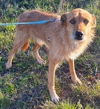 ROSCO, Hund, Mischlingshund in Rumänien - Bild 1