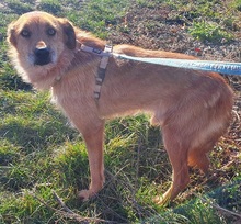 ROSCO, Hund, Mischlingshund in Rumänien - Bild 2