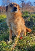 ROSCO, Hund, Mischlingshund in Rumänien - Bild 4