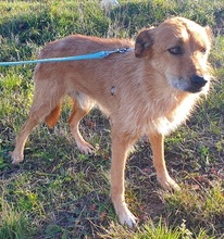 ROSCO, Hund, Mischlingshund in Rumänien - Bild 5