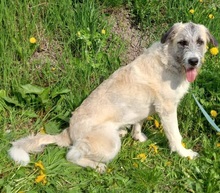 BEANY, Hund, Mischlingshund in Neusitz - Bild 6