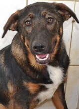 CHER, Hund, Mischlingshund in Griechenland - Bild 10