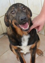 CHER, Hund, Mischlingshund in Griechenland - Bild 12
