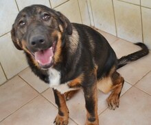 CHER, Hund, Mischlingshund in Griechenland - Bild 13