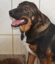 CHER, Hund, Mischlingshund in Griechenland - Bild 14