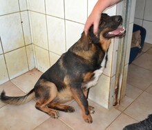 CHER, Hund, Mischlingshund in Griechenland - Bild 15