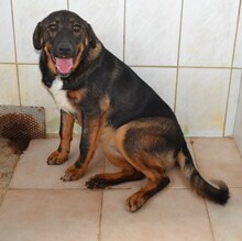 CHER, Hund, Mischlingshund in Griechenland - Bild 17