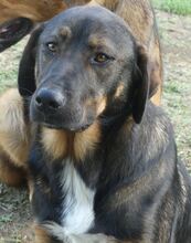 CHER, Hund, Mischlingshund in Griechenland - Bild 3