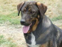 CHER, Hund, Mischlingshund in Griechenland - Bild 8