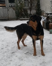 CASH, Hund, Mischlingshund in Wandlitz - Bild 2