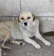SPARKY, Hund, Mischlingshund in Rumänien - Bild 1