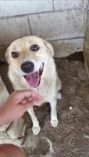 SPARKY, Hund, Mischlingshund in Rumänien - Bild 3