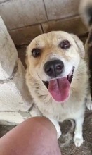 SPARKY, Hund, Mischlingshund in Rumänien - Bild 5