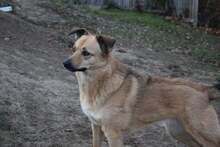 KIRA, Hund, Mischlingshund in Bulgarien - Bild 5