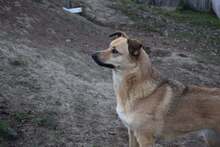 KIRA, Hund, Mischlingshund in Bulgarien - Bild 7