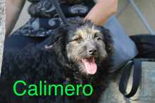 CALIMERO, Hund, Mischlingshund in Rumänien - Bild 1