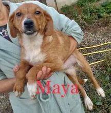 MAYA, Hund, Mischlingshund in Rumänien - Bild 10