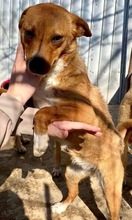 MAYA, Hund, Mischlingshund in Rumänien - Bild 14